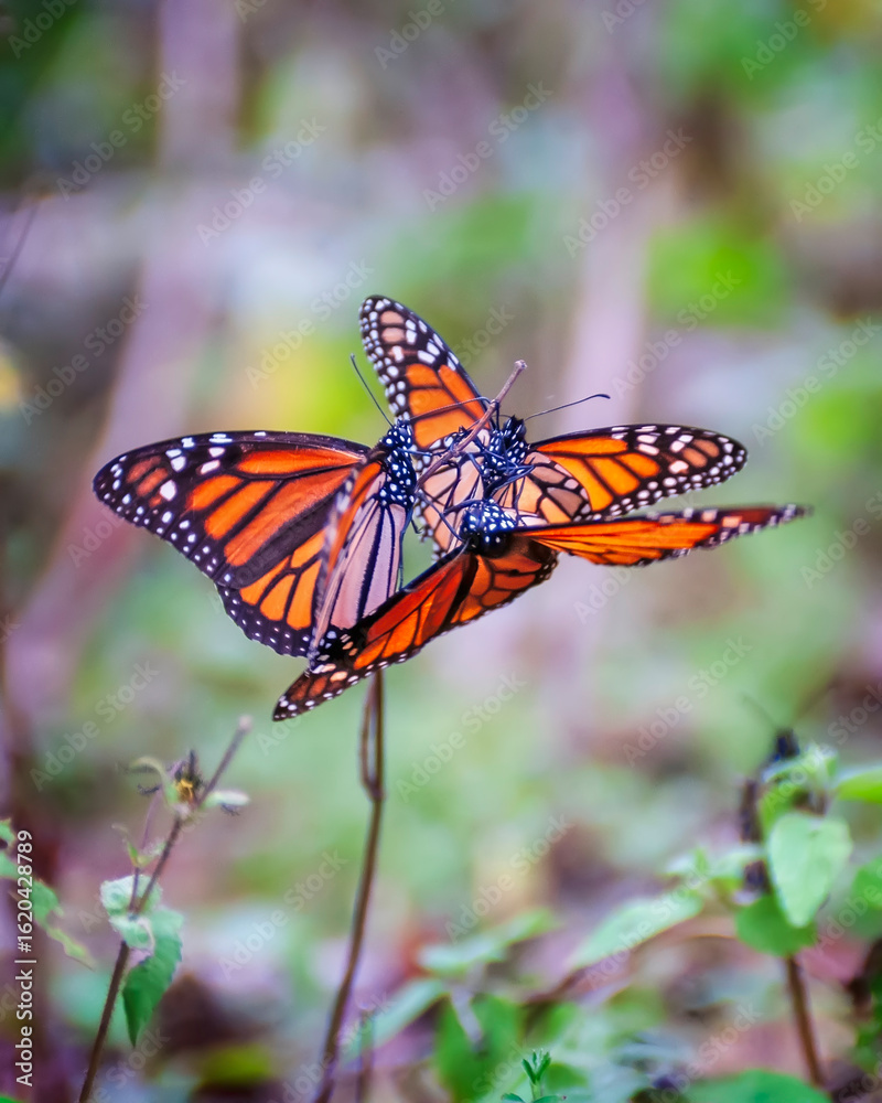 Fototapeta premium Migrating Monarch Butterflies in Mexico