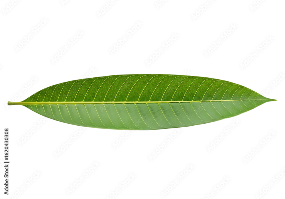 Obraz premium Single green leaf isolated on transparent background