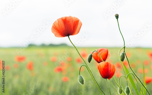 Foto Beautiful fragile red field poppy flowers in melancholy spring landscape