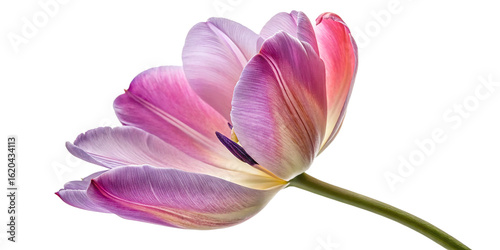 purple tulip isolated on white