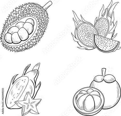 Exotic tropical fruits vector illustration, durian, dragon fruit, starfruit, mangosteen, hand-drawn sketch, botanical drawing, culinary fruit art, food design