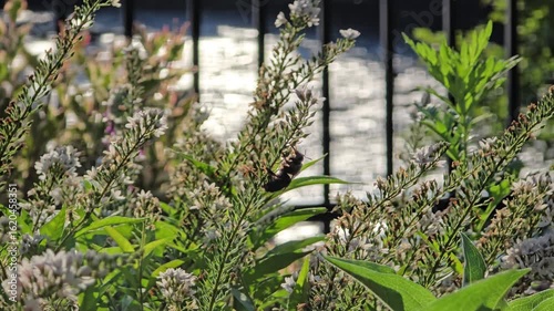 Queen honey bee wide angle resting on green white flower morning sunlight dew spiderwebs nature garden insect basking wildlife macro scene