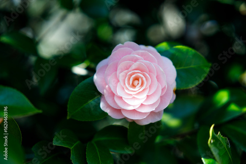 Beautiful Pink Camellia Flowers in Natural Light

