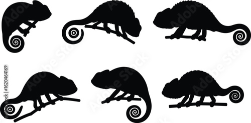 Chameleon silhouette vector collection, reptile animal illustration, curled tail lizard icons, jungle wildlife clipart, exotic nature design for t-shirt, decor, and digital artwork