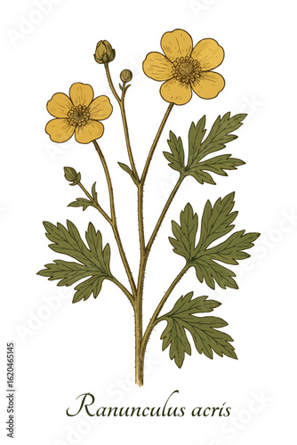 Wild buttercup (Ranunculus acris) — vintage botanical herbarium illustration. Vector isolated on white background.