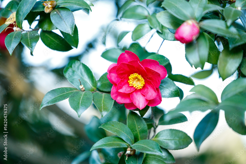Fototapeta premium Bright Red Camellia Flower in Full Bloom on a Sunny Winter Day