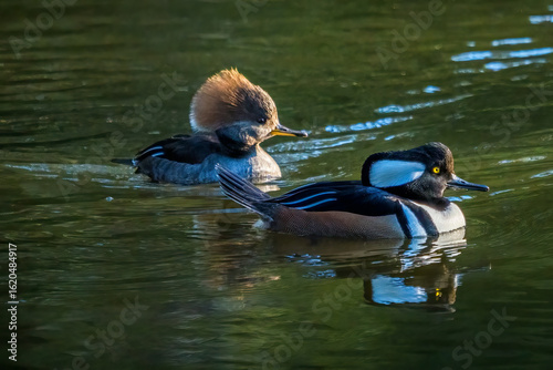 Hooded Merganser Couple