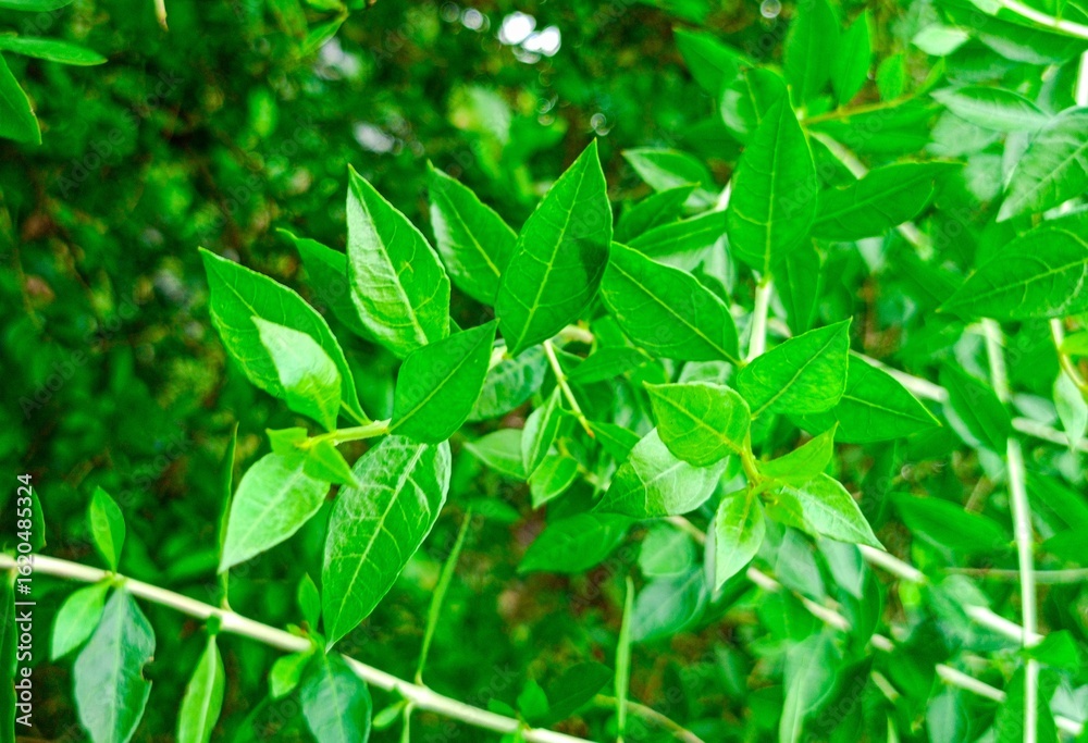 Obraz premium Beautiful green henna leaves (henna leaves)