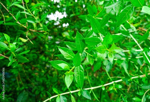 Beautiful green henna leaves (henna leaves)