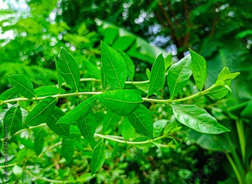 Beautiful green henna leaves (henna leaves)