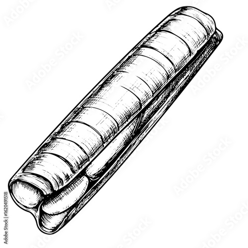Razor clam, black and white line art engraving, vector illustration, isolated on white background