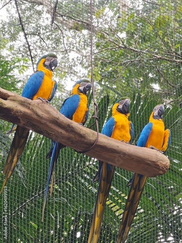 Four macaws perched on a tree branch at Parque das Aves, Foz do Iguaçu, Brazil