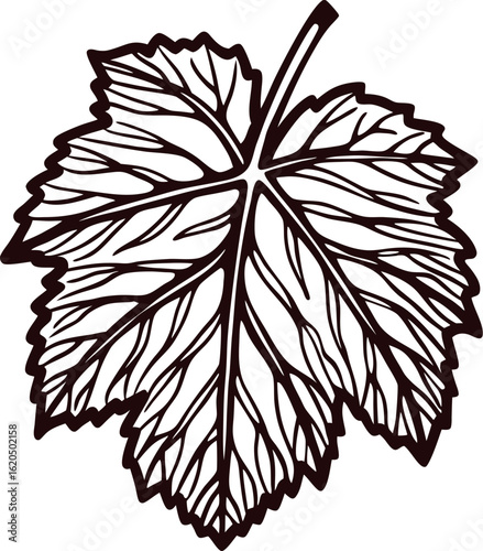 Hand drawn grapevine leaf illustration with detailed veins and botanically accurate line art