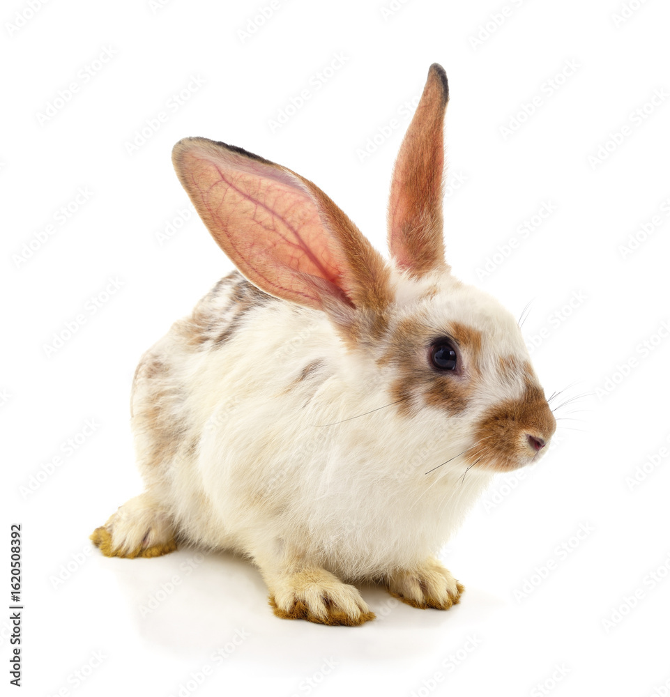 Fototapeta premium One white rabbit.