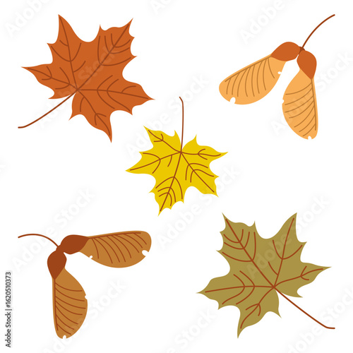 Set of autumn leaves and maple seeds. Vector illustration in flat style on a white background.