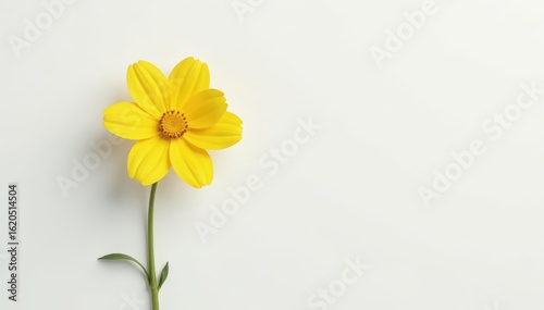 Wallpaper Mural Solitary yellow flower, pristine white backdrop, yellow bloom, golden Torontodigital.ca
