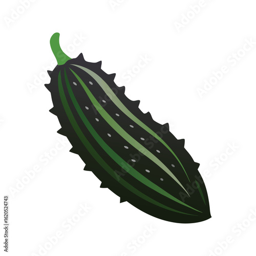 Spiky Cucumber Vector on White Background 