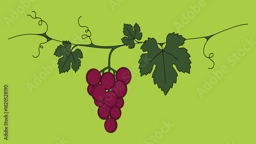 Minimalist Elegant Vector Embedded grapes and wine .