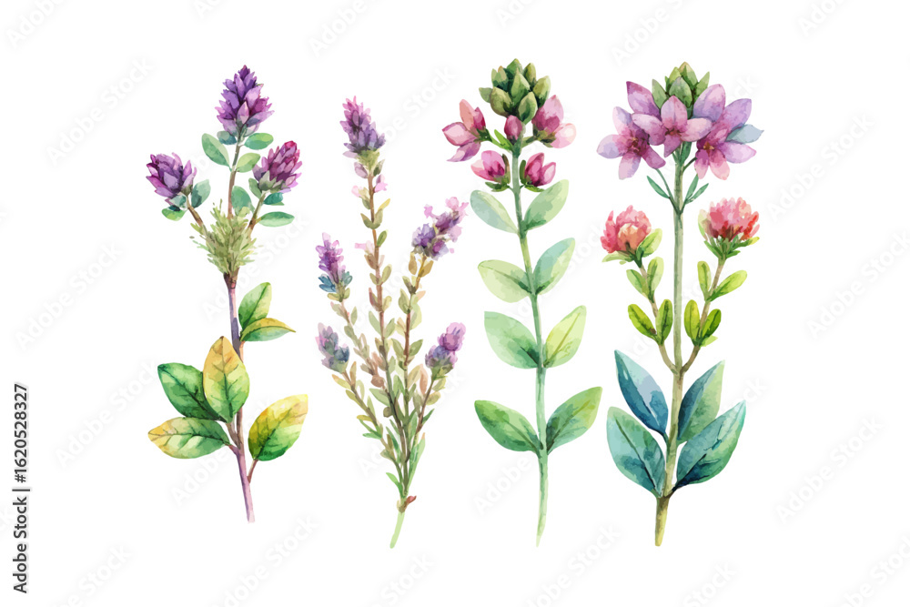 Obraz premium set of watercolor wild thyme vector illustration isolated on white background