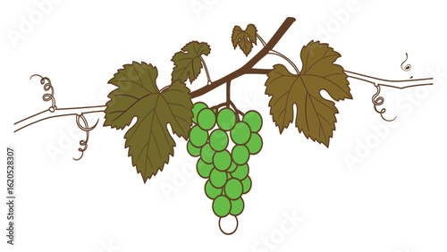 Minimalist Elegant Vector Embedded grapes and wine .