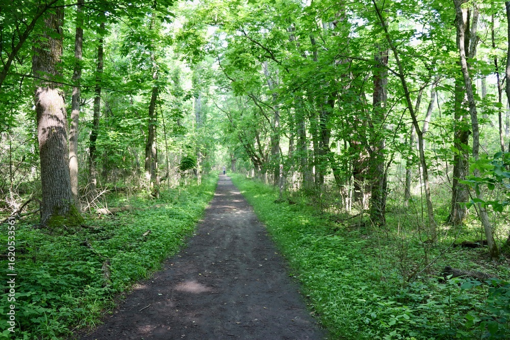 Fototapeta premium The long hiking trail in the forest on a summer day.