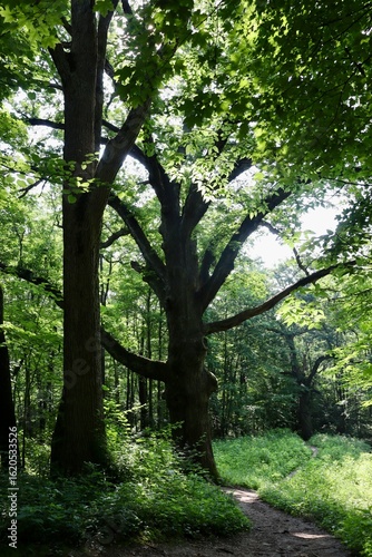 Fototapeta Naklejka Na Ścianę i Meble -  The tall trees in the forest on a summer day.