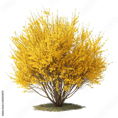 Bright yellow forsythia bush isolated on transparent background