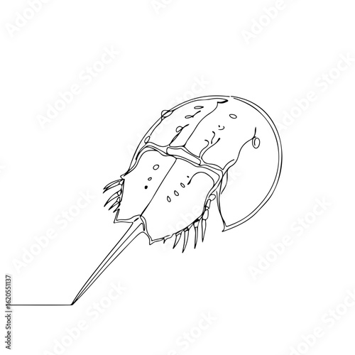 horsesoe crab, continuous one line art, vector illustration, isolated on white background