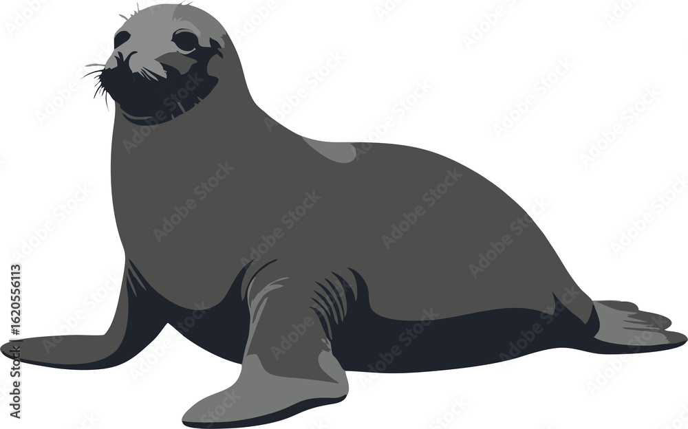 Fototapeta premium Sea dog silhouette. A realistic illustration of a dark gray sea lion or seal resting, with detailed features on a light background.
