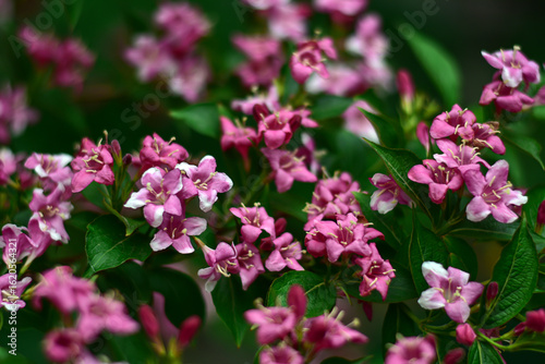 Wallpaper Mural Weigela pink flowers. Spring flowers background.Weigela florida Suzanne. Soft focus, blurred background. Torontodigital.ca