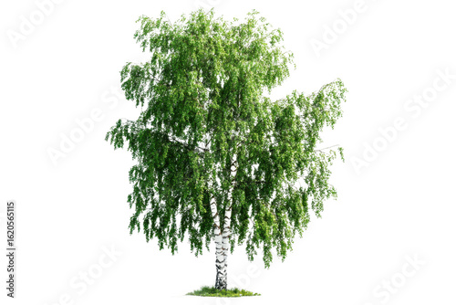 Birch tree in nature isolated environment beautiful green foliage. Isolated on transparent background, png.