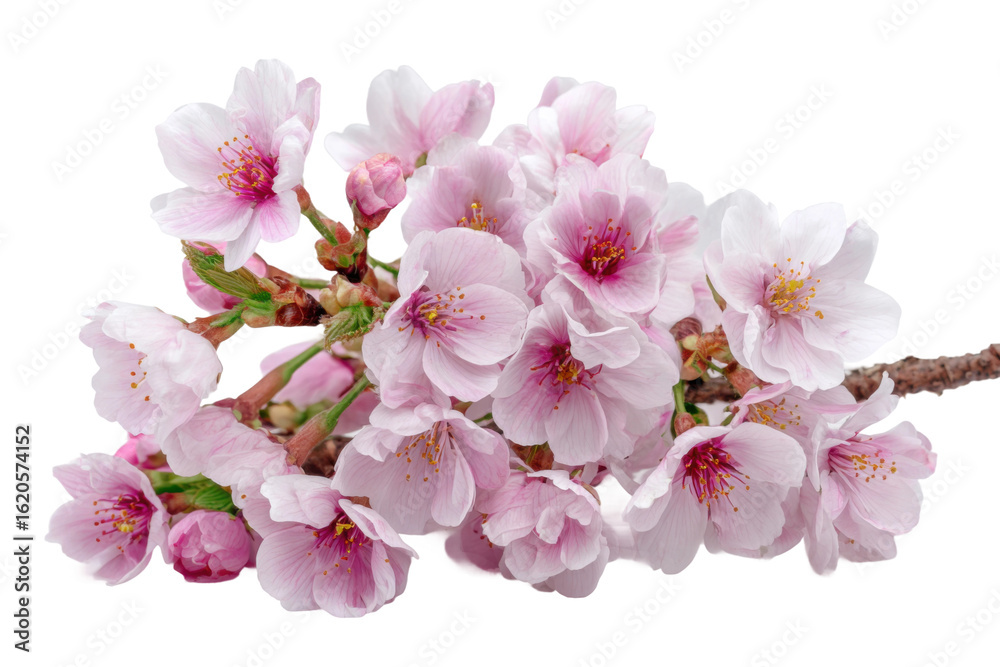 Naklejka premium Cherry blossom branch close-up nature floral photography spring. Isolated on transparent background, png.