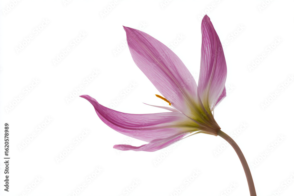 Fototapeta premium a single flower is shown against a white background