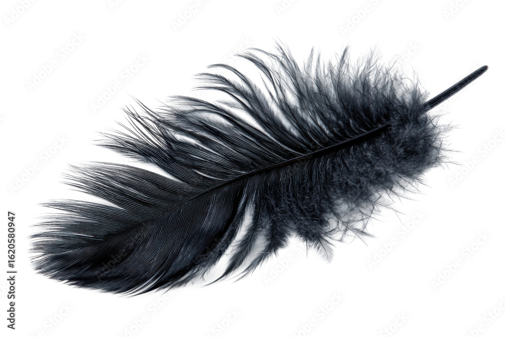 Graceful black feather in natural light setting close-up detail. Isolated on transparent background, png.