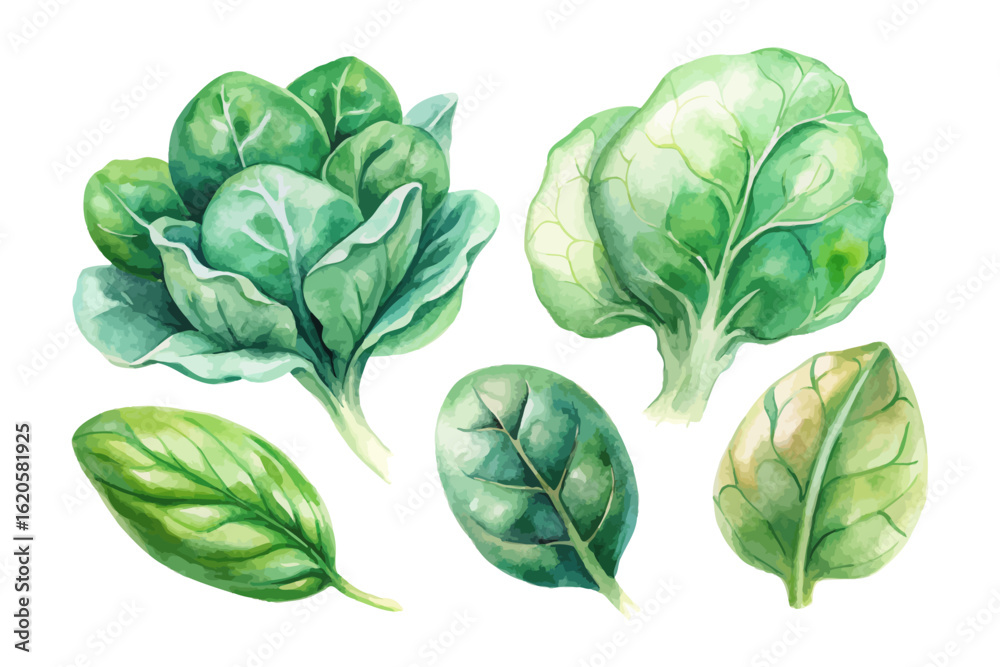 Obraz premium set of watercolor Spinach vector illustration isolated on white background