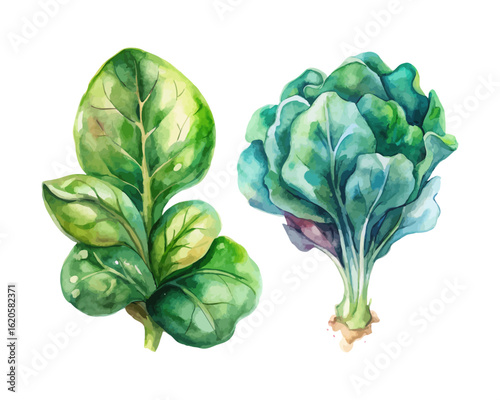 watercolor Spinach vector illustration isolated on white background