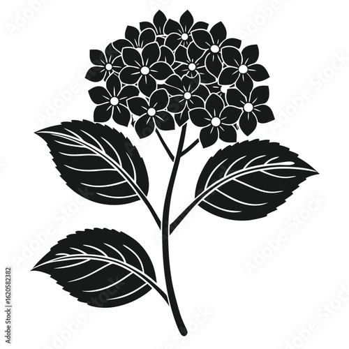 Black silhouette of a hydrangea flower with leaves white