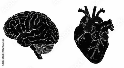 Brain and heart