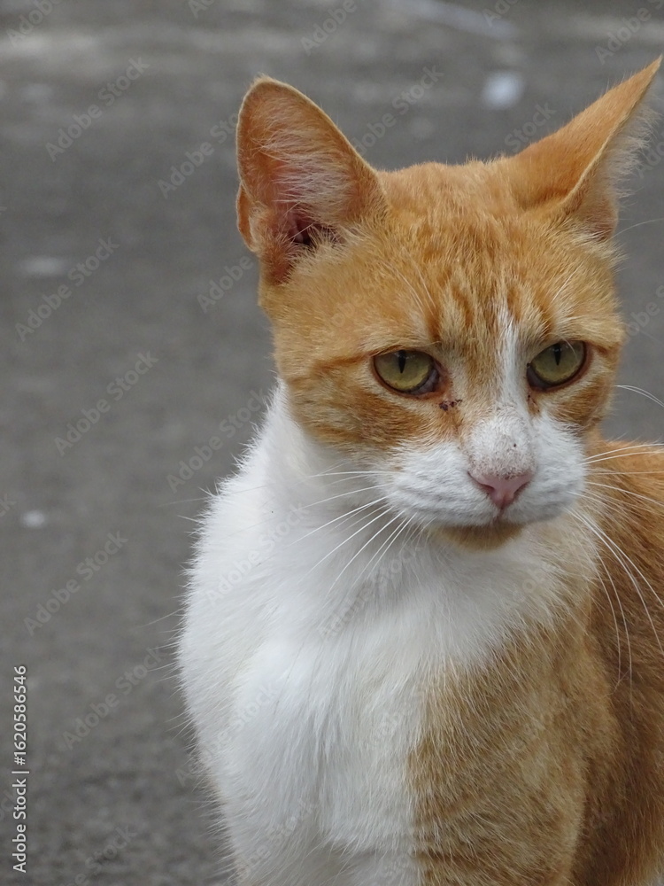 portrait of a cat portrait of a cat