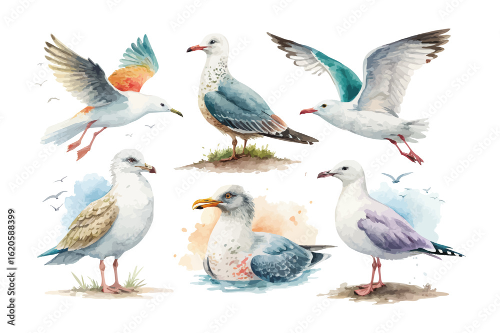 Obraz premium set of watercolor seagull vector illustration isolated on white background