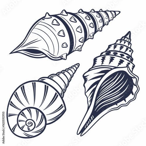 Collection of Different Seashells on Sandy Beach Close Up