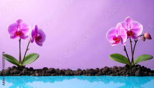 Two pink orchids growing from dark soil with blue reflection