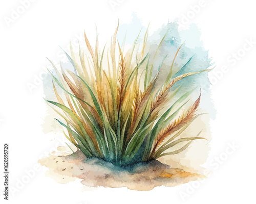 watercolor Sea Grass vector illustration isolated on white background