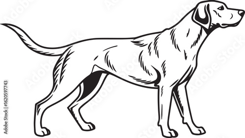 black and white dog