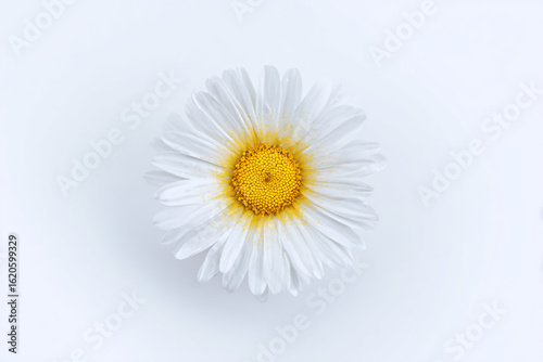 a single white flower with yellow center on a white surface