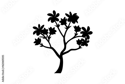 Silhouette of a blooming frangipani tree with transparent background