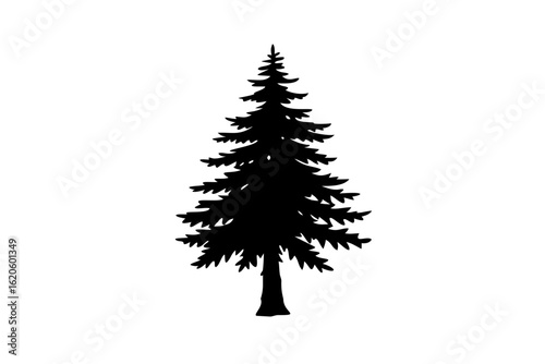 Silhouette of an ancient fir tree ancient tree evergreen