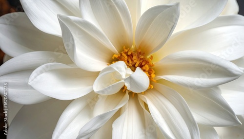 White chrysanthemum flower