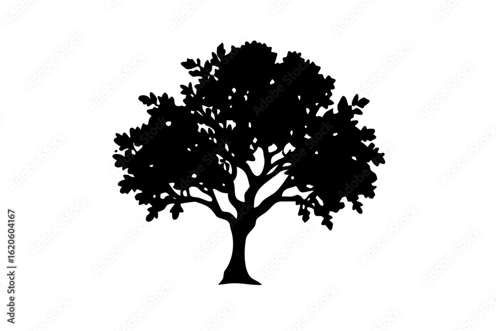 Fototapeta premium Ancient Sapodilla Tree Silhouette on White Background