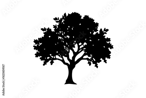 Ancient Sapodilla Tree Silhouette on White Background